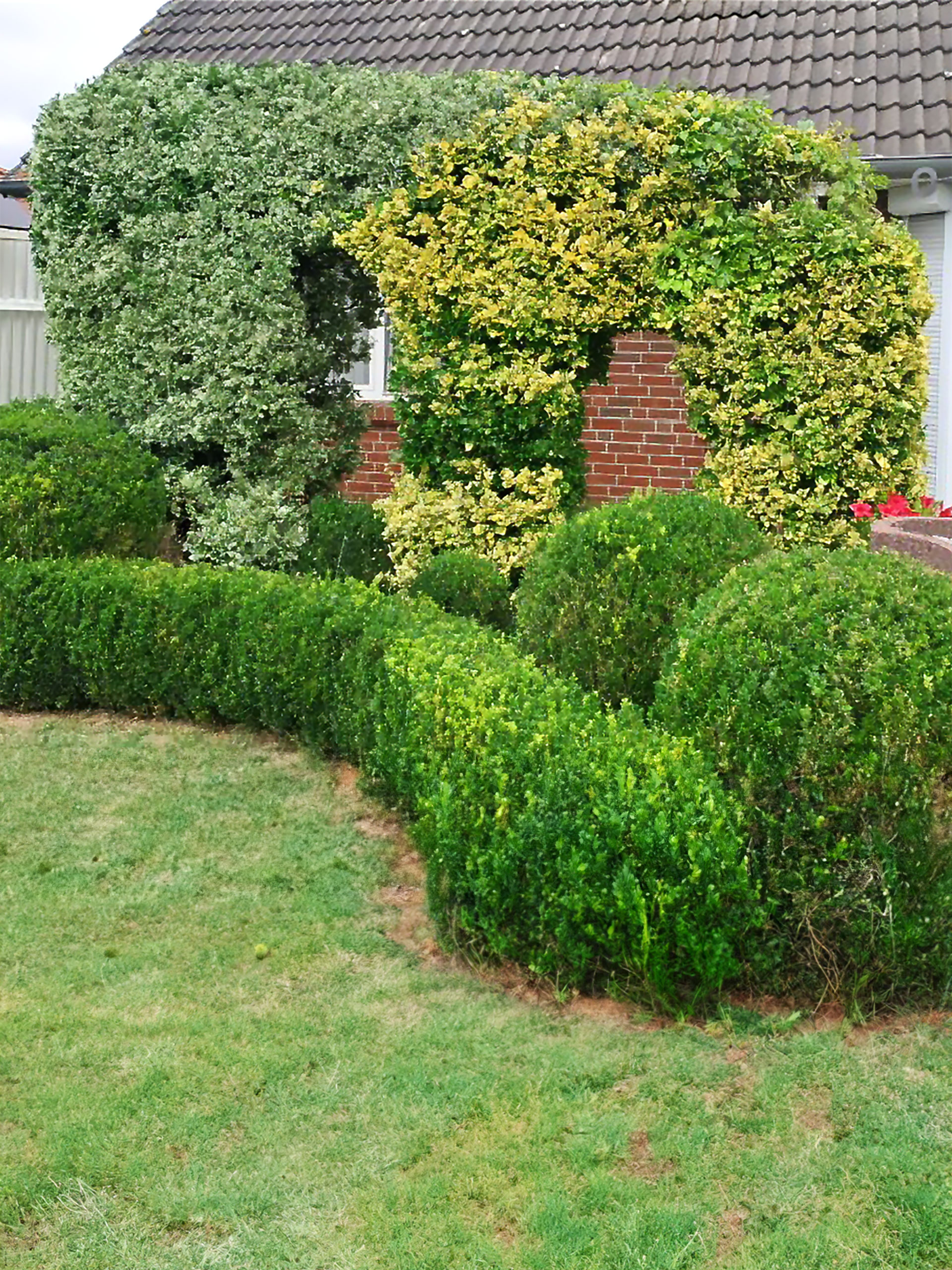 Pflanzenbeschnitt im Garten